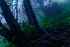 en spår i de regnskog med träd och växter foto