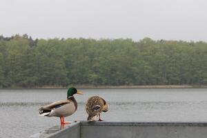 natur bakgrund Foto