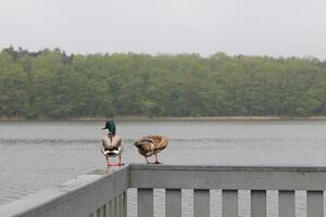 natur bakgrund Foto