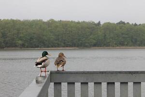 natur bakgrund Foto