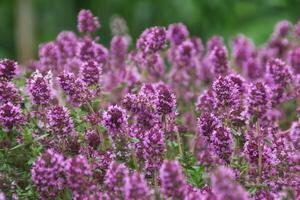 lila krypande timjan, oregano under blommande makro. medicinsk örter i natur foto