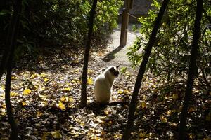 en vit katt vände sig dess huvud medan Sammanträde i de trädgård foto