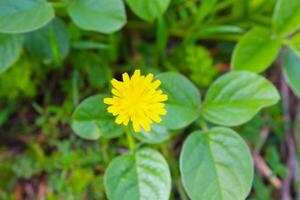 gul maskros blomma på grön gräs i de trädgård, stock Foto