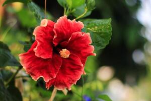 hibiskus blomma med röd kronblad blomma i trädgård. hibiskus blomma har botanisk namn hibiskus rosa-sinensis från malvaceae. hibiskus vanligen känna till reste sig malva eller skosvart växt foto