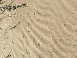 vågig öken- sand textur bakgrund. gul bra strand sand. de textur av de strand sand som bakgrund. skugga och spår av fåglar på de sand. foto