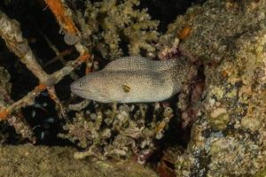 moray ål mooray lycodontis undulatus i Röda havet, eilat israel foto