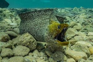 moray ål mooray lycodontis undulatus i Röda havet, eilat israel foto