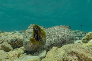 moray ål mooray lycodontis undulatus i Röda havet, eilat israel foto