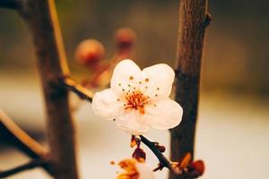 vit sakura blommig foto