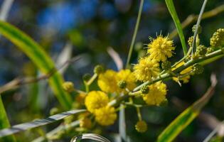 de början av mimosa blommande i cypern 8 foto