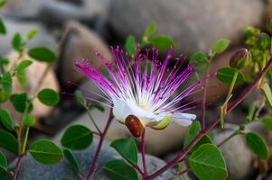 blomma av kapris buske, också kallad flinders reste sig 1 foto