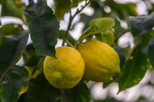 knippa av citron- frukt över grön naturlig trädgård fläck bakgrund, citron- frukt med löv i fläck bakgrund.5 foto