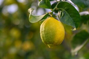 citrus- citron- frukt med löv isolerat, ljuv citron- frukt på en gren med arbetssätt väg.6 foto