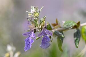 lila dekorativ blommor i vinter- i cypern 4 foto