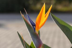 strelitzia blomma i vinter- i de Sol i cypern 3 foto