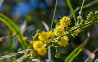 de början av mimosa blommande i cypern 7 foto