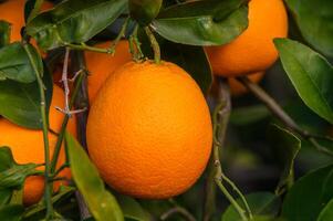 orange trädgård med apelsiner i vår. träd med frukter. 5 foto