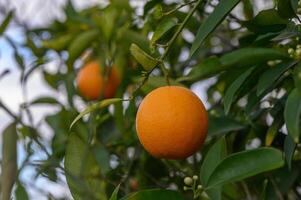 orange träd grenar med mogen saftig frukter. naturlig frukt bakgrund utomhus. 5 foto