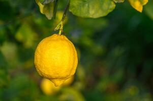 gul citrus- citron- frukt och grön löv i de trädgård. citrus- citron- växande på en träd gren närbild.7 foto