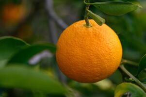 orange träd grenar med mogen saftig frukter. naturlig frukt bakgrund utomhus.3 foto