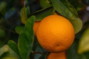 orange trädgård med apelsiner i vår. träd med frukter. 11 foto