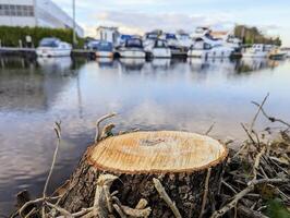 naturlig skära träd trä- podium isolerat i förgrund, båtar på flod marina suddig i bakgrund, produkt presentation foto
