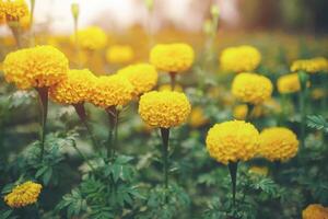 gyllene ringblommor i blomma foto