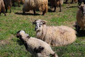en grupp av får är betning i en fält foto