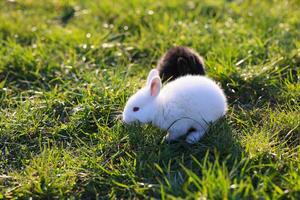 en vit kanin är äter gräs i en fält foto