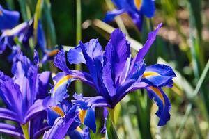 vibrerande lila iris blommor i trädgård foto
