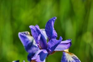 lila iris blomma närbild foto