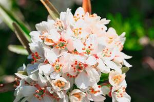 närbild av vit och rosa blommor med orange ståndare foto