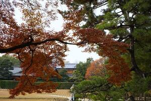 höst landskap i korakuen trädgård i japan foto