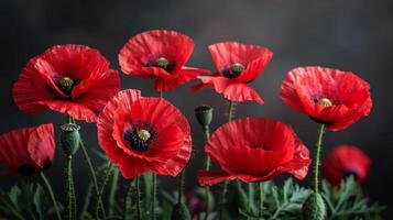 tre röd blommor på en svart bakgrund foto