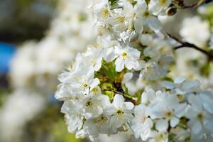 skön färsk blomma bakgrund en fantastisk array av blommar, skapande en vibrerande och lugn atmosfär perfekt för tillsats elegans till några tillfälle eller dekor foto