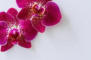 de attrapp av en skön röd orkide på tom papper ställer ut ett elegant blommig design, perfekt för kreativ projekt foto