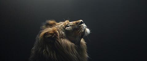 stänga upp av lejon huvud på svart bakgrund foto