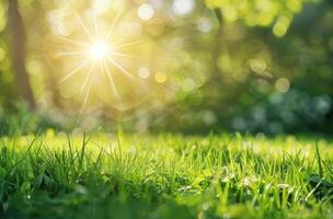 Sol lyser ljust genom grön gräs foto