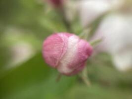 vår blommor blommat i de trädgård foto