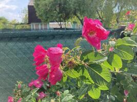 sommar blommor ha blommat i de trädgård foto