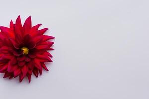 skön röd blomma på vit bakgrund attrapp fångande de tidlös elegans av blommig enkelhet foto