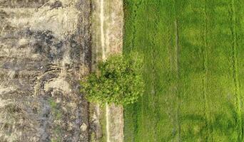 en ensam träd mellan bränt och grön fält foto