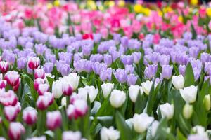 bakgrund av vackert anordnad blomma och ljus färger är bakgrund för blomma i vackert anordnad trädgård på blomma festival. skön färgrik bakgrund med kopia Plats för införing text. foto