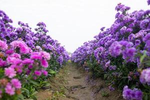 bakgrund av vackert anordnad blomma och ljus färger är bakgrund för blomma i vackert anordnad trädgård på blomma festival. skön färgrik bakgrund med kopia Plats för införing text. foto