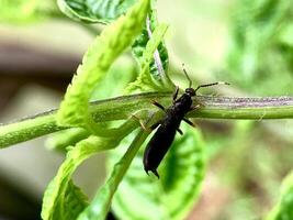 svart insekter på grön lummig växter foto
