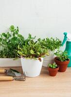 inomhus- ört trädgård utrustning med färsk grön växter och trädgårdsarbete verktyg foto