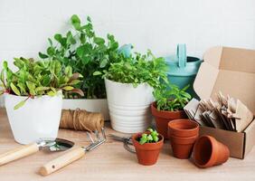 inomhus- ört trädgård utrustning med färsk grön växter och trädgårdsarbete verktyg foto