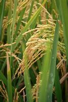 ris fält den där är startande till fylla och sväng gul är redo till vara UPPTAGITS foto