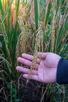 en bondens hand är innehav ris korn på hans träd redo till vara UPPTAGITS foto