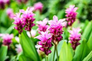 curcuma alismatifolia i trädgården foto